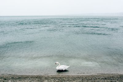 Swan under rain