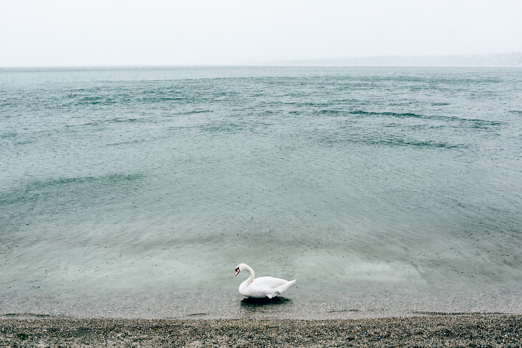 Swan under rain at les Bains des Paquis